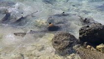 Sharks Feasting on Fish