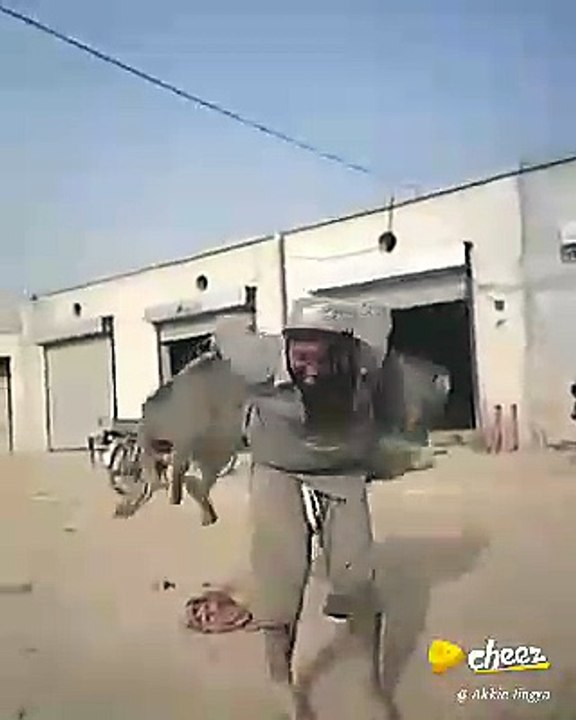 Insan Ha Ya Gadha Bato Jaldi Cheak Kro