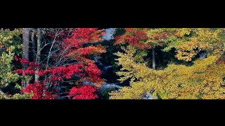 Aki- Japanese for Autumn