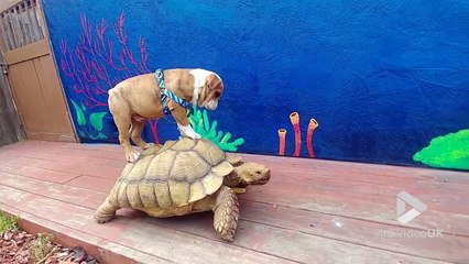 Ce bulldog surfe... sur une Tortue !