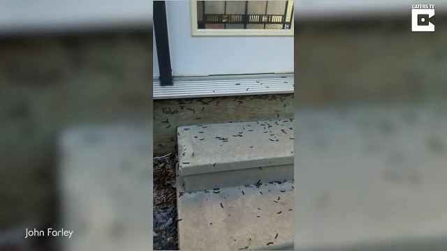 Ces chenilles ont peur des cris!