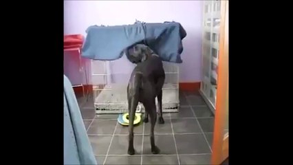 Скачать видео: Regardez ce chien qui va se coucher... Juste HILARANT