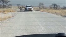 Un rhinocéros dégomme une voiture