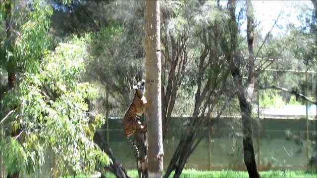 Si vous croisez un tigre ça ne sert à rien de grimper dans un arbre...