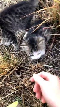 Il trouve 10 chatons abandonnés qui ne vont plus le lacher... trop mignon