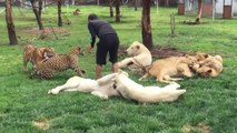 Un tigre sauve ce soigneur alors qu'un léopard le charge dans son dos