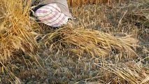 Agriculture Farms Cutting Harvesting The Wheat In Punjab Village _ Complete Proc