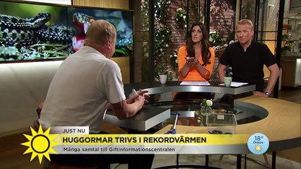 Så skyddar du dig mot huggormar - Nyhetsmorgon (TV4)