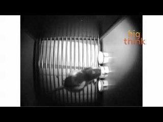 Why Rats Are Ideal Subjects