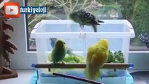 Muhabbet Kuşunuz Banyo Yapmıyorsa Bunu deneyin