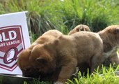 Dingo Puppies Tip Maroons for State of Origin Win