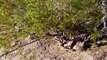 Unbelievable Roadrunners Kill and Eat RattleSnake _ Wild Animal attack in the Am