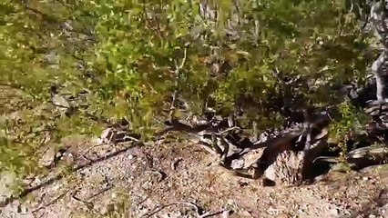 Unbelievable Roadrunners Kill and Eat RattleSnake _ Wild Animal attack in the Am