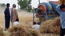Cutting & Harvesting Wheat Crops Time In My Punjab _ Village Life In Pakistan