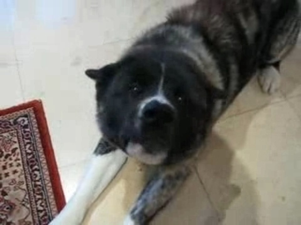 le wouuuuuuuuuuuuuuuu de Balooooooooo