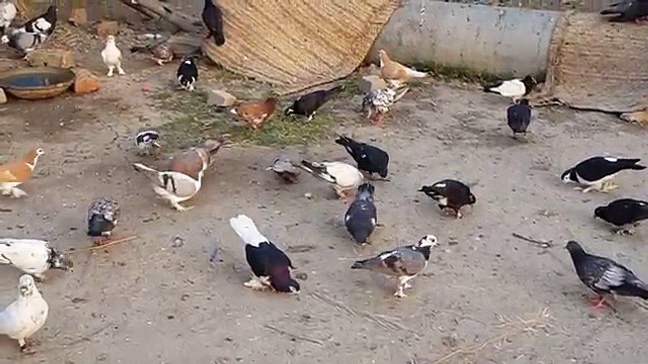 Fighter Racer Khokha (Kabootar) Pigeons In Pakistan