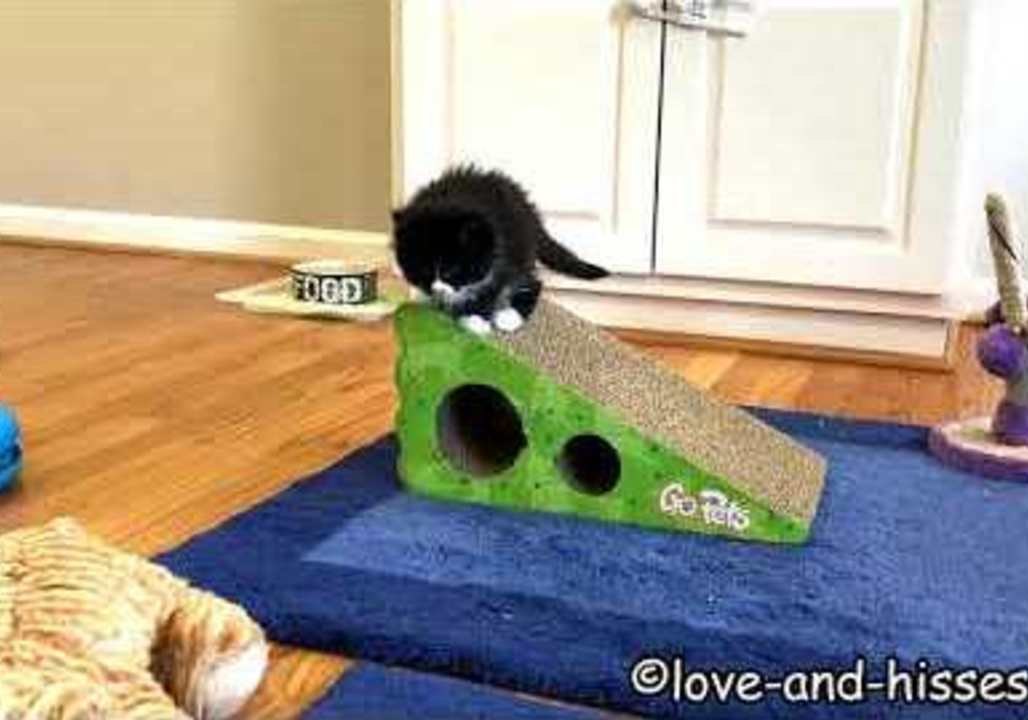 Woman Rescues Two Mama Cats, Gets a Kitten Baby Boom