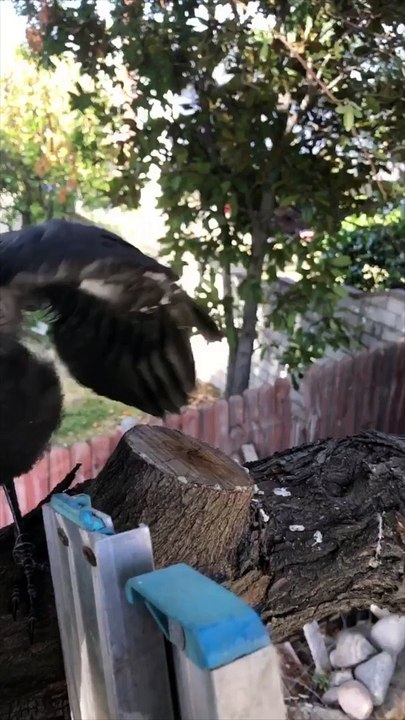 The Adventures of Nom Nom the Crow