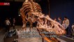 Esqueleto de T-Rex com 67 milhões de anos em exposição em Paris