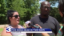Couple Suspects Poisoning After 5 Dogs Die in Neighborhood in 2 Days