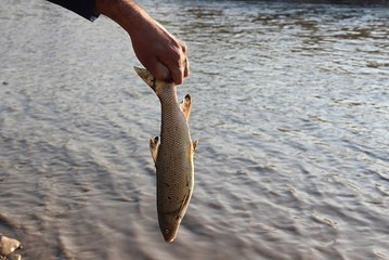 Karabük'te Yüzlerce Ölü Balık Kıyıya Vurdu