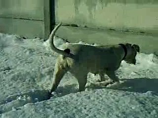 attila dogue argentins