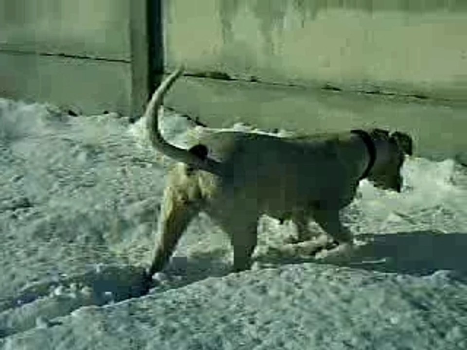 attila dogue argentins