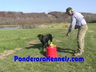 Training a dog trick, with Pat Nolan