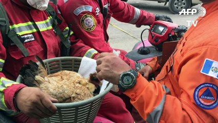 Firemen rescue hen and baby chicks from Guatemala volcano