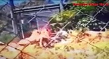 Most Shocking Animal Attacks on HumanPeople Real Video on Camera  Lion, Tiger Attack by pk Entertainment HD - Dailymotion