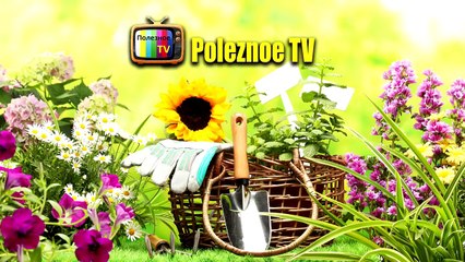 СРОЧНО СДЕЛАЙТЕ ЭТО С ЧЕСНОКОМ И ЕГО ГОЛОВКИ БУДУТ РАЗМЕРОМ С ЯБЛОКО