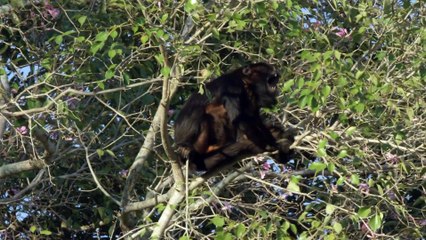 Brazil Untamed Series 1 5of5 Cat Country