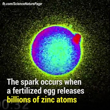 Sperm Contact's Egg (remarkable “flash” at the moment of fertilization.)