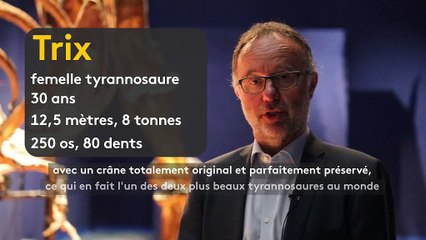 On vous présente Trix, la première tyrannosaure rex à s'installer en France (et vous pouvez lui rendre visite)