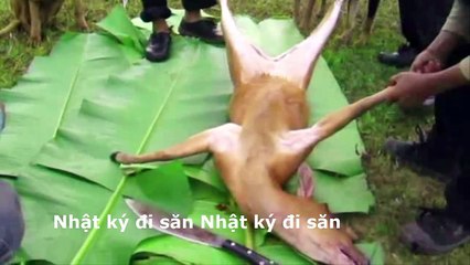 Theo chân xạ thủ săn nai rừng làm thịt luôn bên suối