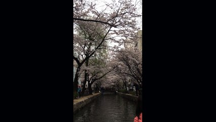 벚꽃 : 키야마치도리｜Cherry Blossom : Kiyamachi Dori｜桜 : 木屋町通 八之舟入址