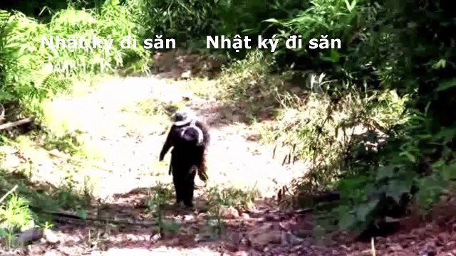 Đào hang bắt nhím làm thịt nướng ăn luôn ngon không thể tưởng