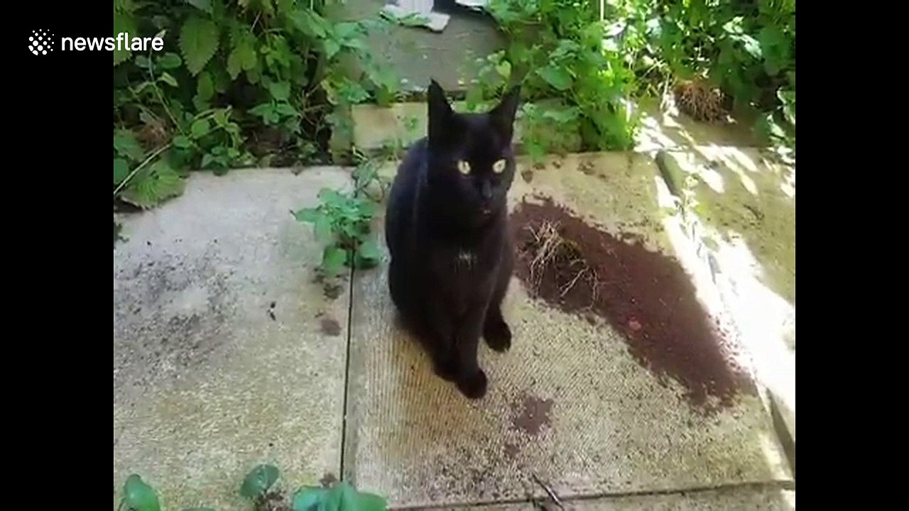 Talking cat greets owner "hello"