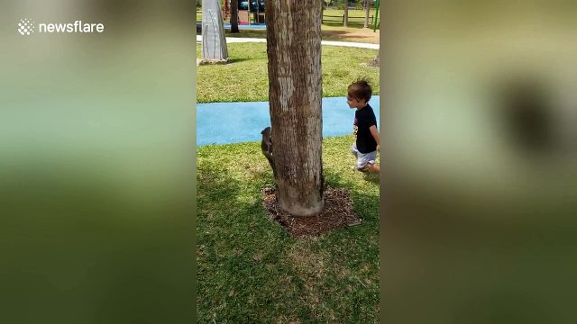 Little boy plays 'chase' with squirrel around tree