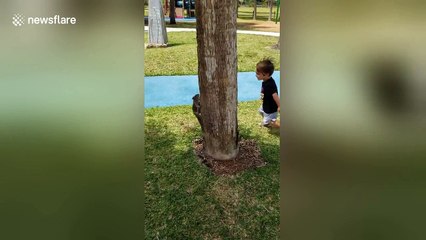 Little boy plays 'chase' with squirrel around tree