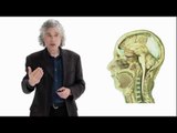 Steven Pinker: Linguistics as a Window to Understanding the Brain