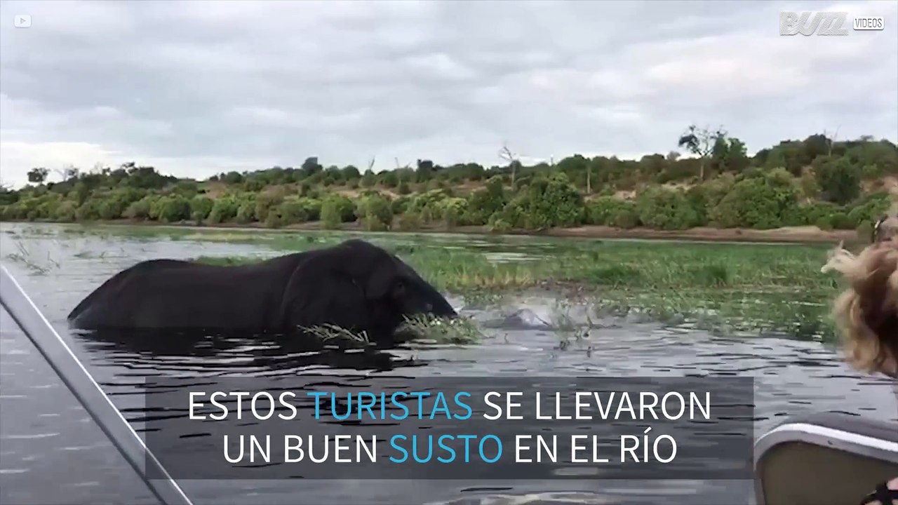 Momento dramático: elefante aterra a los turistas de un barco
