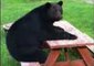 Relaxed Bear Sits Like Human at Picnic Table