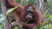 Un santuario de orangutanes amenazado por la tala ilegal en Indonesia