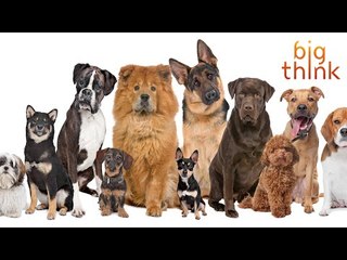 Bill Nye Talks Dogs and Explores the Lessons of Canine Evolution