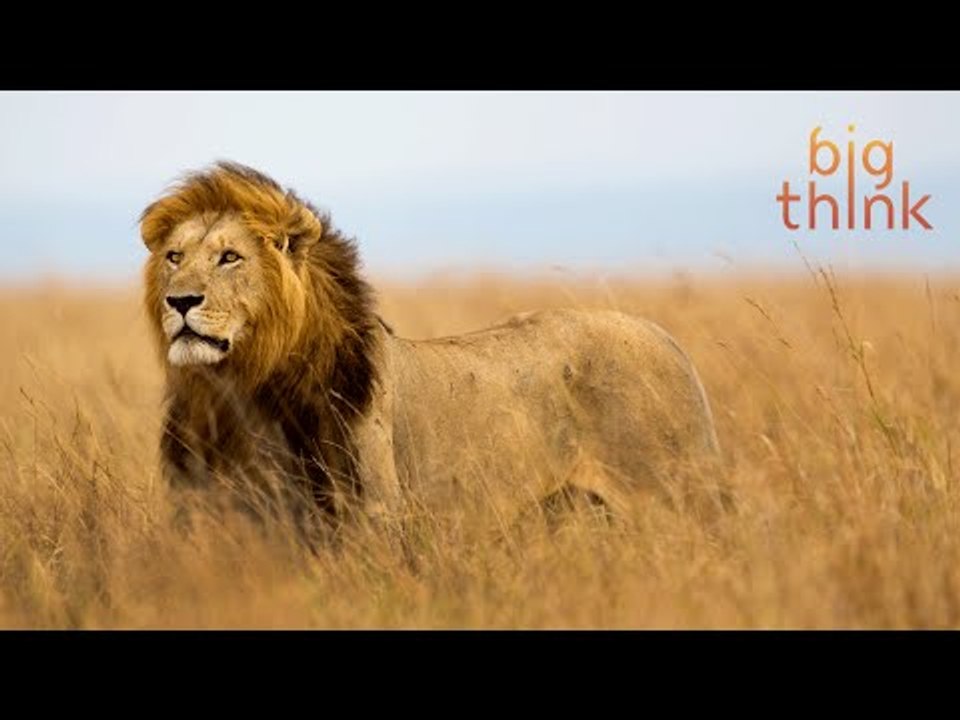 Would a Camera Have Saved Cecil the Lion?