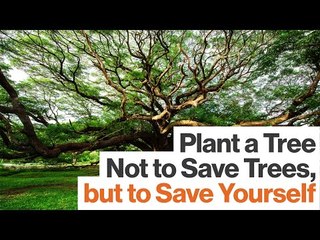 The More You Know about Plants, the More You Feel a Part of the World