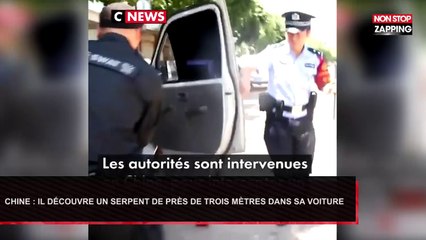 Chine : Il découvre un serpent vénimeux de près de trois mètres dans sa voiture (Vidéo)