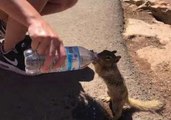 Thirsty Squirrel Grabs a Drink From Grand Canyon Visitors