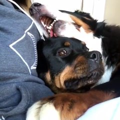 Cranky Rottweiler gets squished by Bernese Mountain Dog